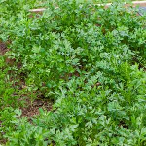 Persil Commun 2 - BIO